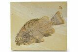 Detailed Fossil Fish (Priscacara) - Wyoming #356753-1